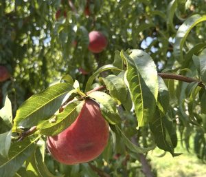 Imposter Palisade peaches beware: Colorado governor signs bill cracking down on counterfeit produce 