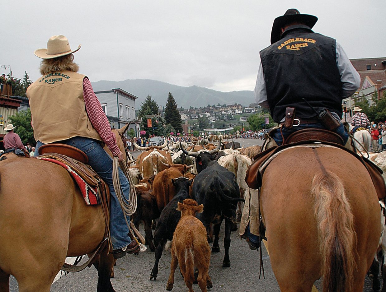 Cattle on parade | CraigDailyPress.com