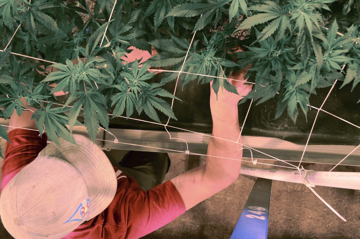 Retail marijuana dispensary to open in Dinosaur this week