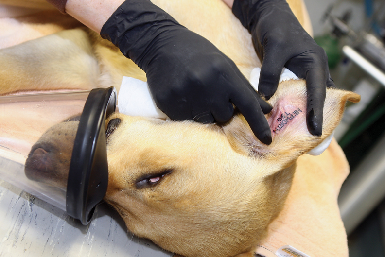 Pam Wilson-Orth shows an identification mark she tattooed on one of veterinarian Kelly Hepworth’s Labradors on July 22 at Bear Creek Animal Hospital