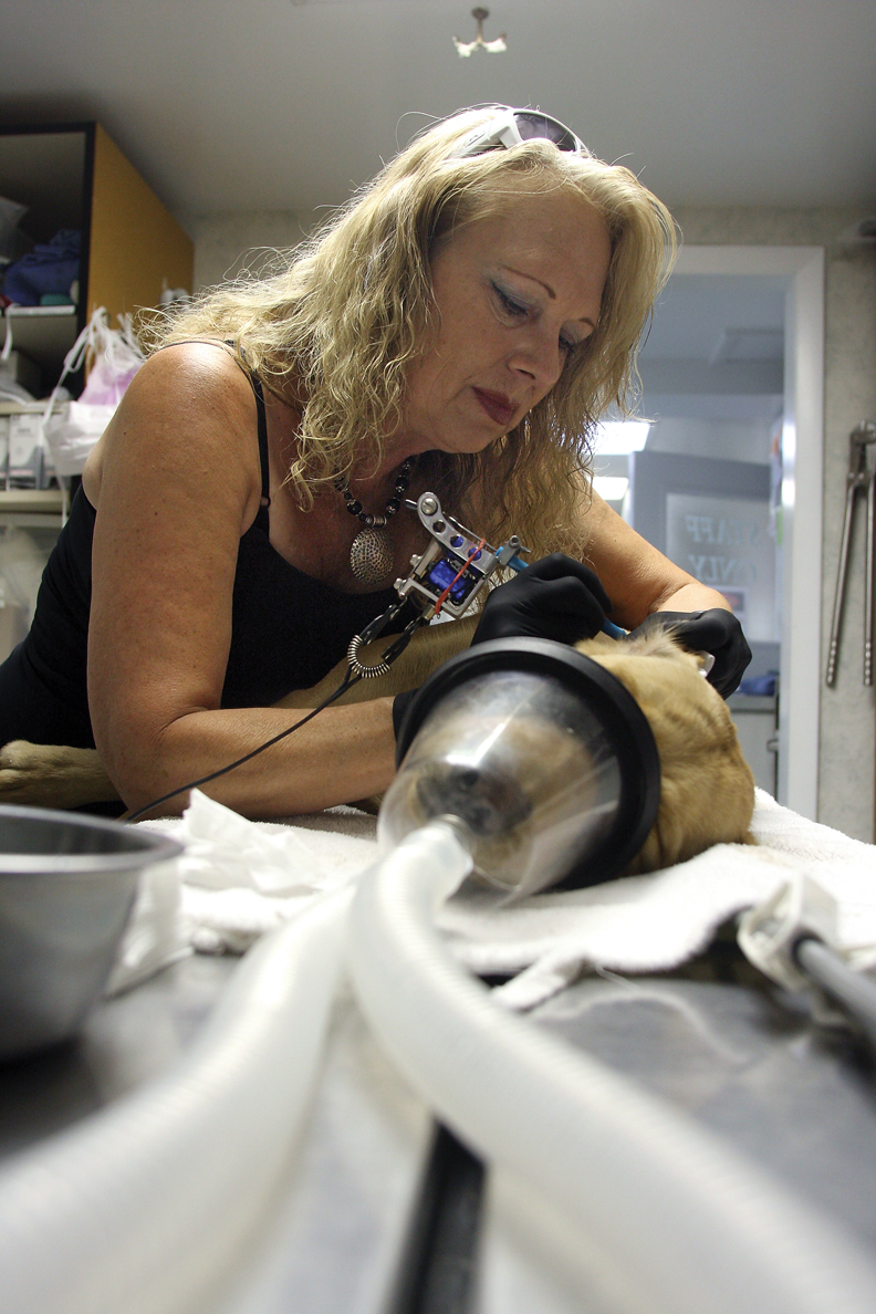 Pam Wilson-Orth tattoos an identification mark on one of veterinarian Kelly Hepworth’s Labradors on July 22 at Bear Creek Animal Hospital.