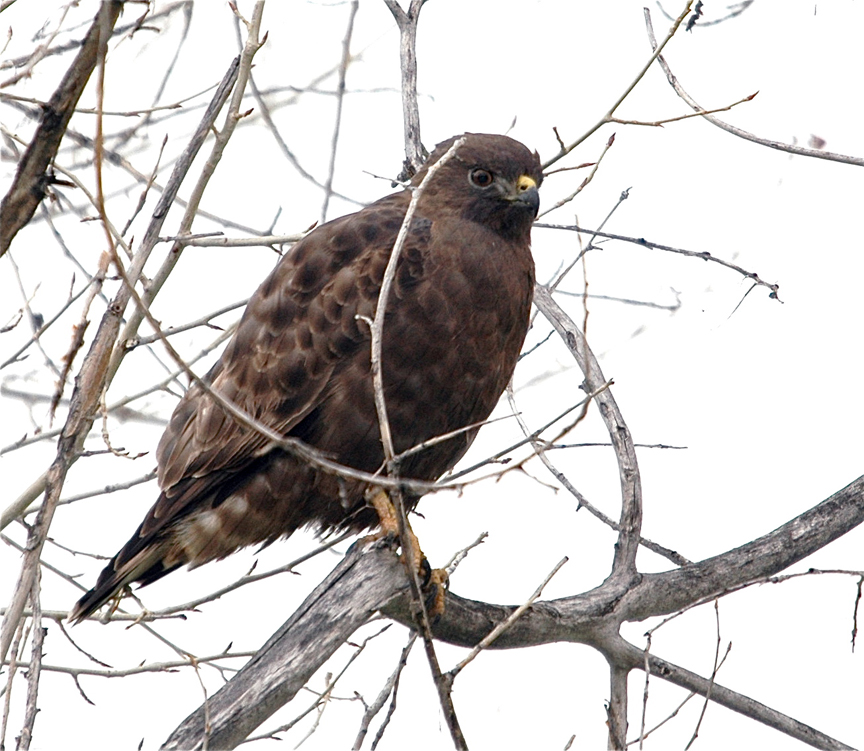A hawk on Legion Street.