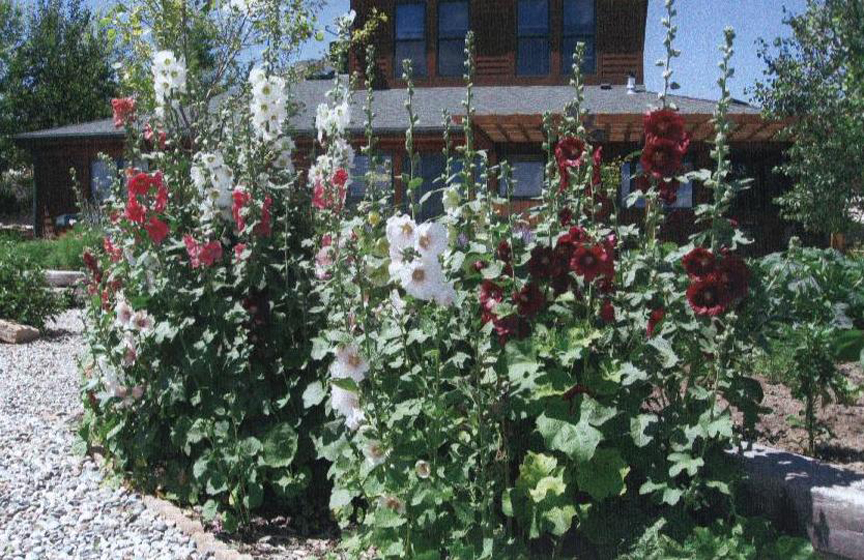 Old-fashioned hollyhocks.