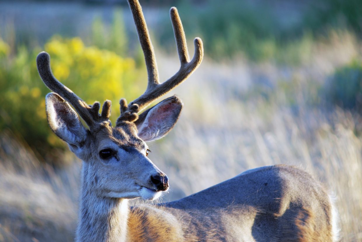 Elk licenses a tough find in Moffat County