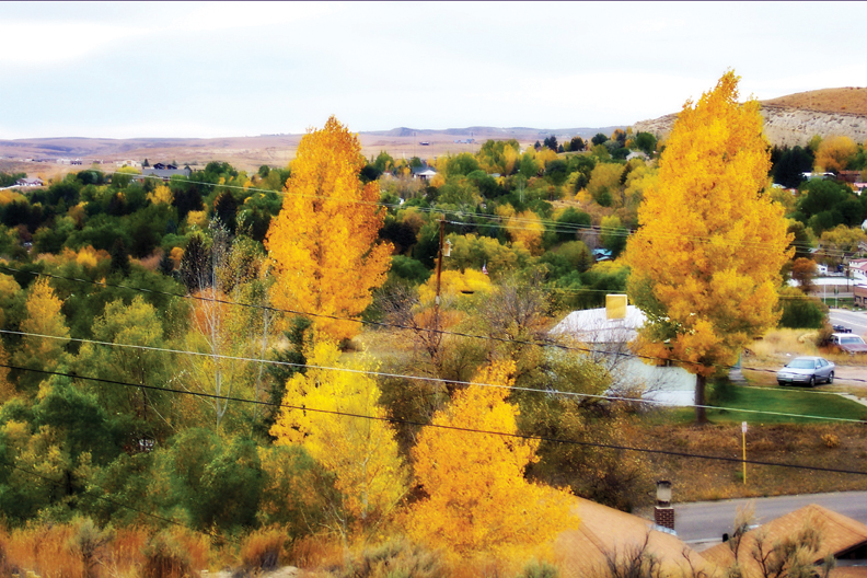 Jasmine Alberni/Courtesy Photo
Yellow trees.