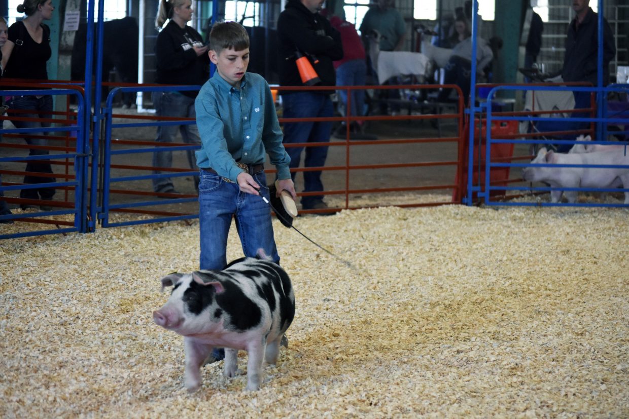 Garret Anderson guides his market hog in the show ring at the Moffat County Jackpot Show, hosted by the Elkhead Wranglers 4H Club on Saturday. 