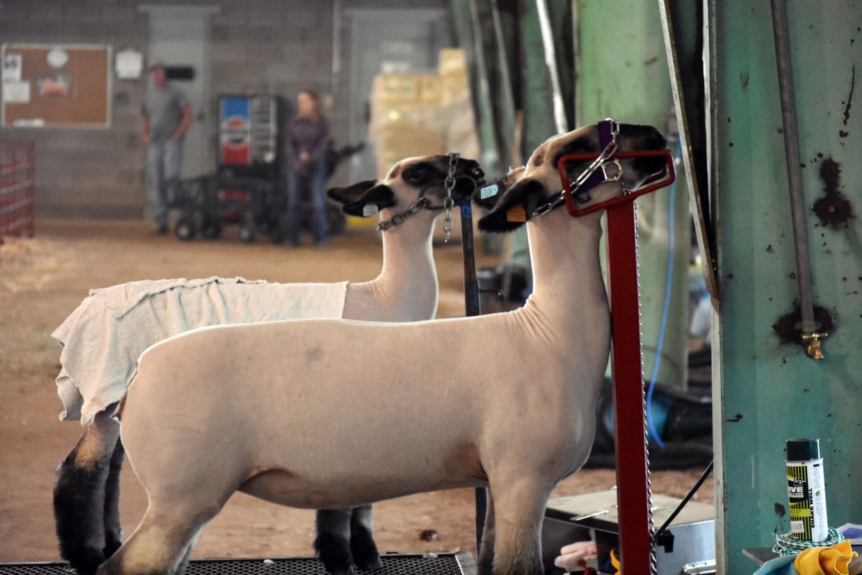 Market lambs await the show ring at the Moffat County Jackpot Show, hosted by the Elkhead Wranglers 4H Club on Saturday. 