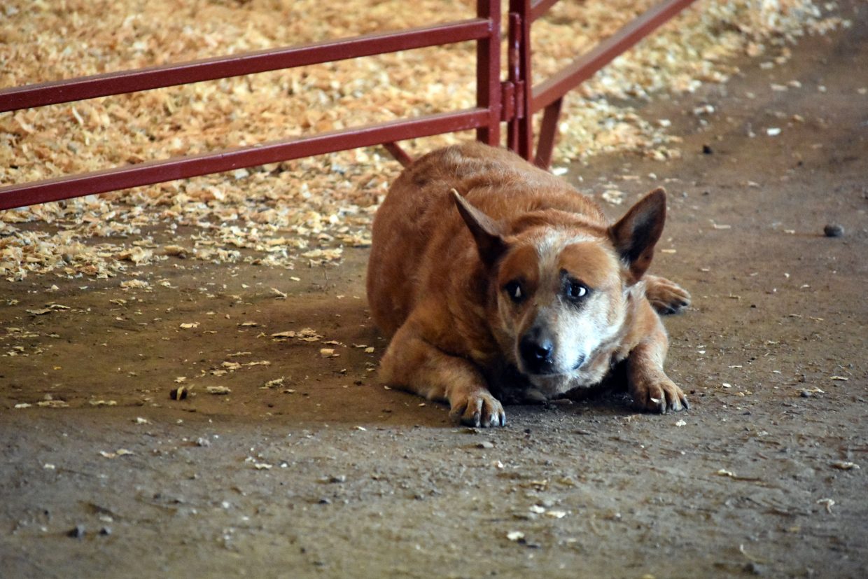 Buddy, a cattle dog owned by Taylor Starks, patiently waits for his owner near the show ring at the Moffat County Jackpot Show, hosted by the Elkhead Wranglers 4H Club on Saturday. 