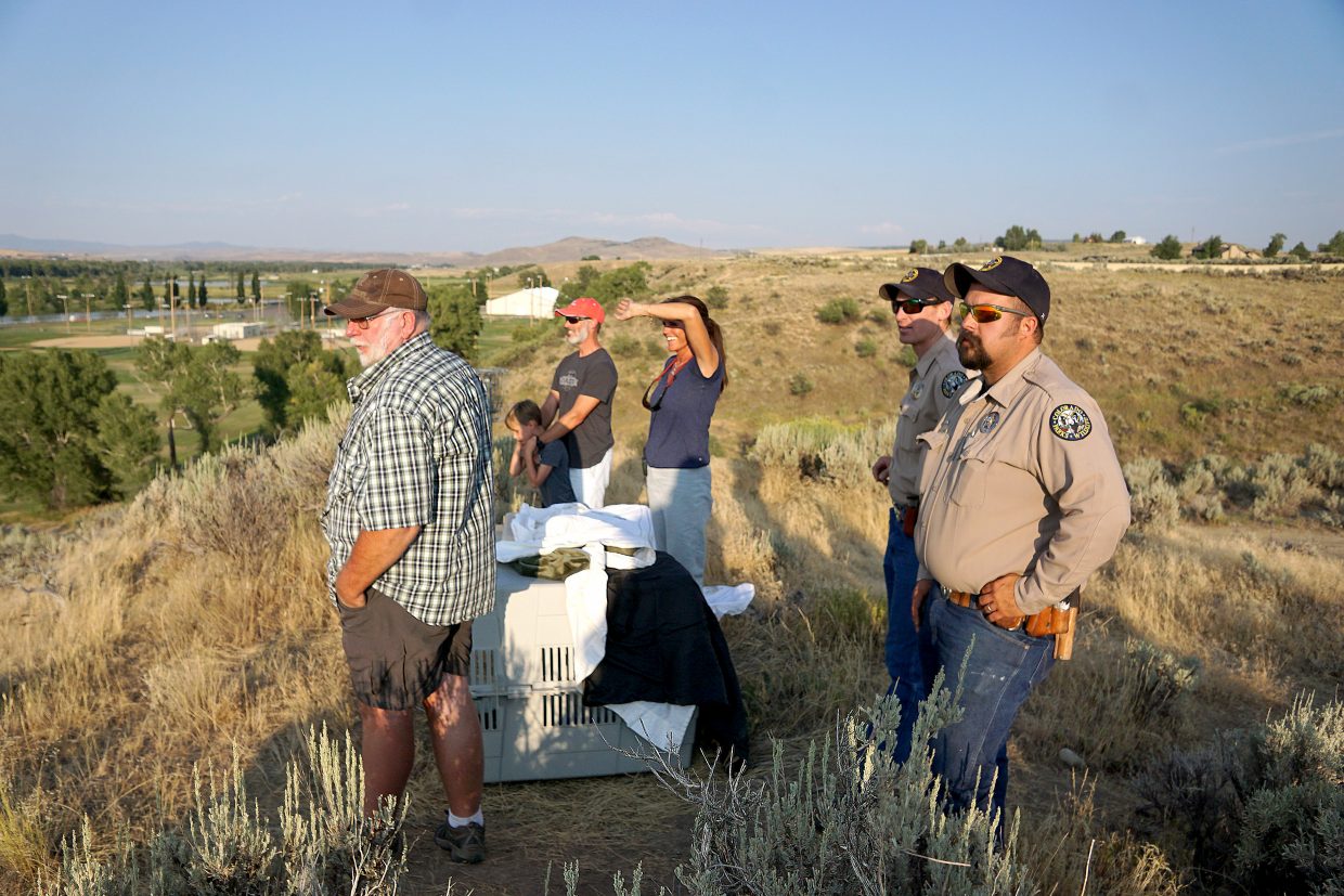 Witness watch as two Eagles — released back into the wild — fly into the sunset. 