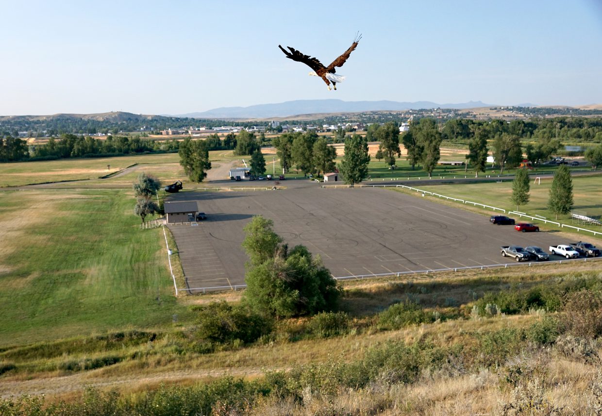 Bald Eagle flies free over Loudy-Simpson Park near Craig. 