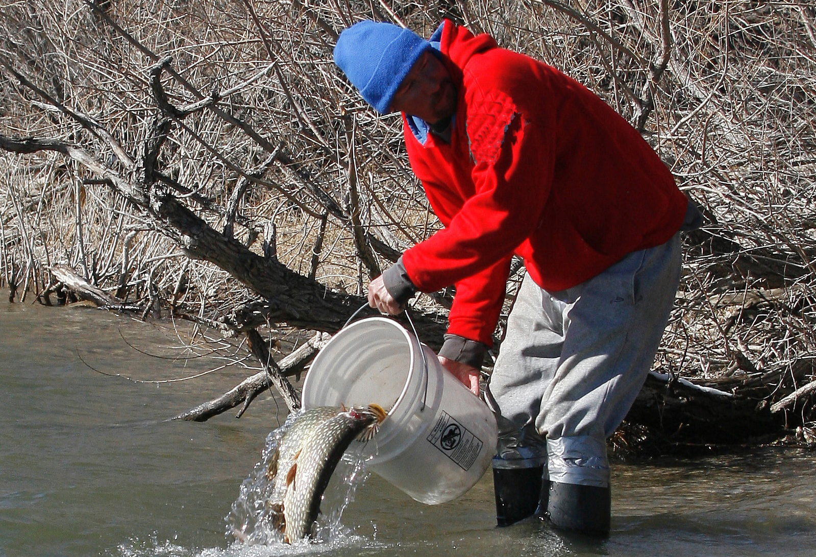 CPW offering cash rewards for angler harvest of illegally introduced