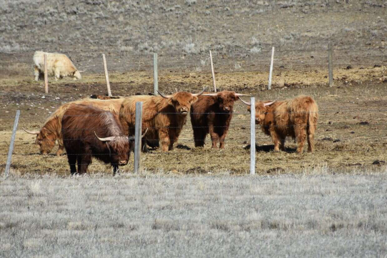 Commissioners declare March ’All Meats March’ in support of local ...