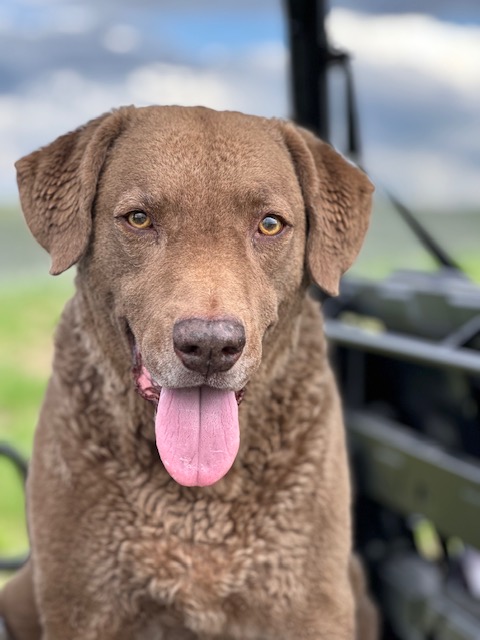 Free vet care event in Steamboat to promote pet health - Vimarsana News