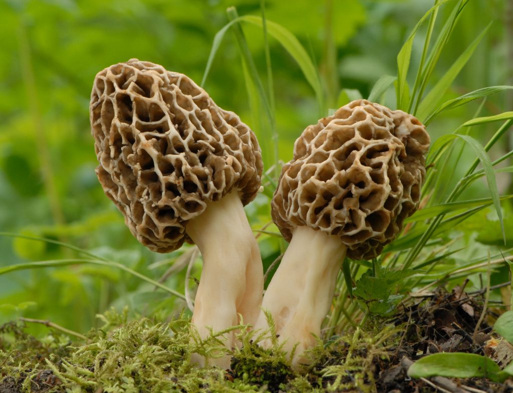 Mysterious morel mushrooms at center of food poisoning outbreak - Vimarsana News