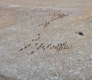 Northwest Colorado elk herds bounce back three years after tough winter