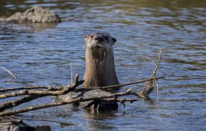 How is Colorado’s river otter population faring 50 years after reintroduction? 