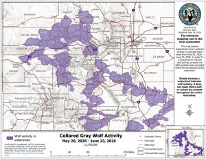 Colorado wolves are traveling more as the summer begins, with one crossing I-25 near southern Front Range