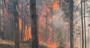 Wildland firefighters say things are ‘basically as dry as they can get’ in Colorado’s forests — fueling ‘schizophrenic’ wildfire behavior