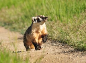Colorado to weigh daily hunting limits, ban on fur sales for wildlife hunted for fur 