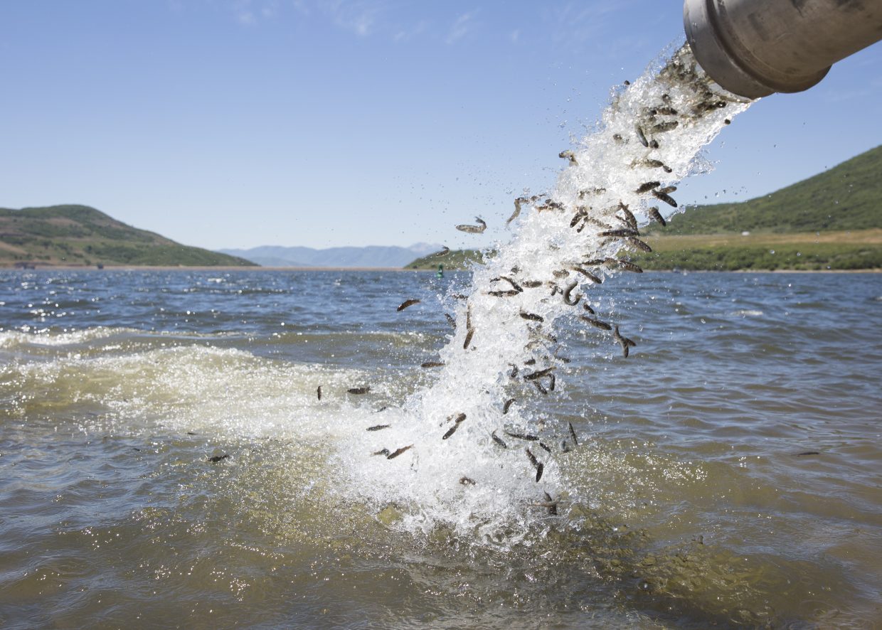 More than 10.6 million fish stocked throughout Utah in 2023 - Vimarsana News