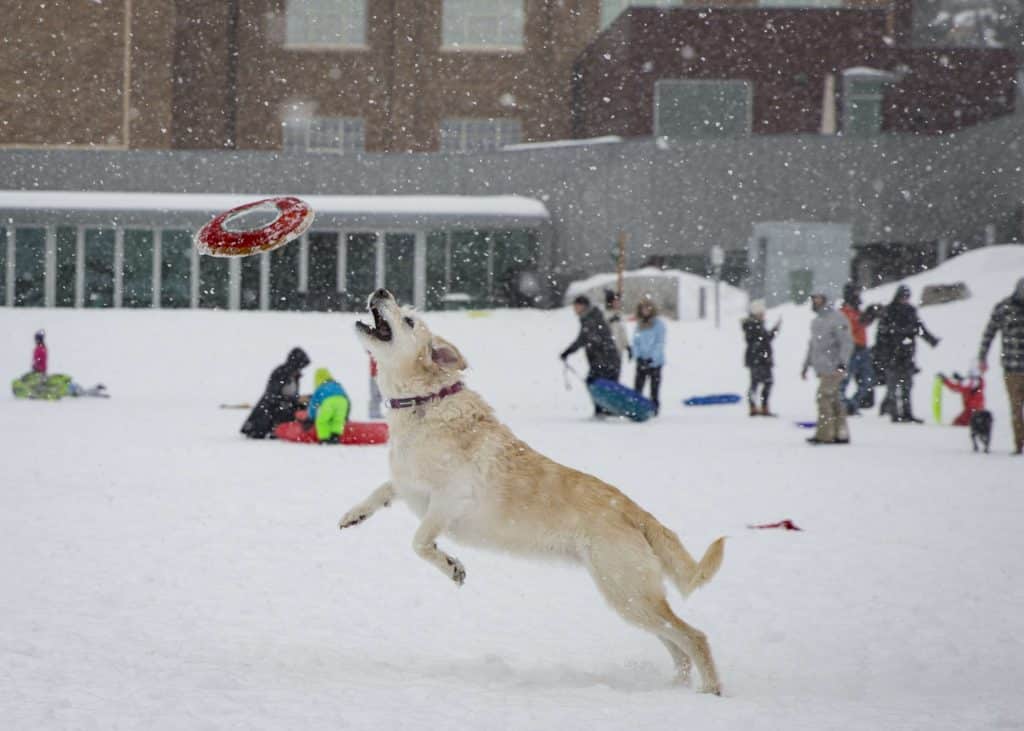 Snapshot Fetch in a flurry