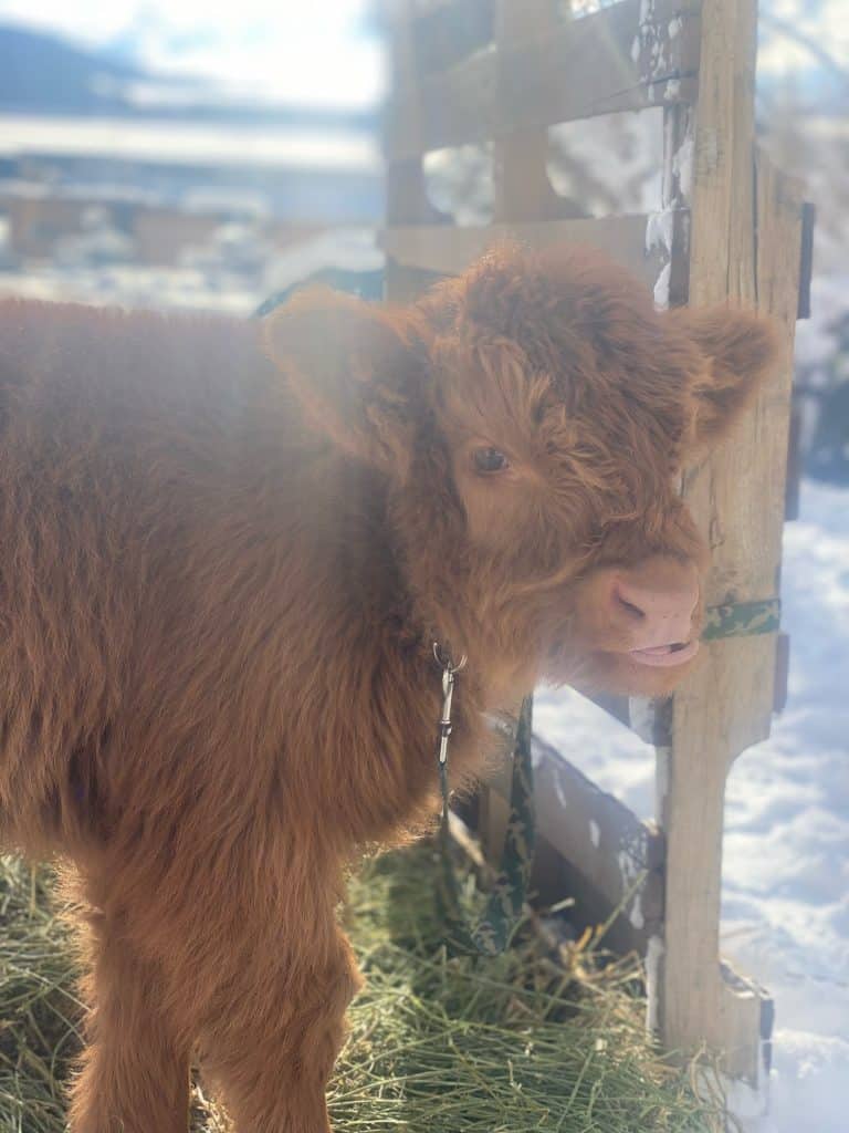 Park City Gardens Holiday Open House taps the spirit of the season