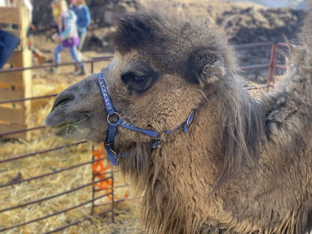 Park City Gardens Holiday Open House taps the spirit of the season