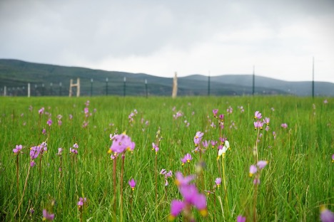 Summit Land Conservancy will protect Kamas Meadows with $22 million federal grant - Vimarsana News