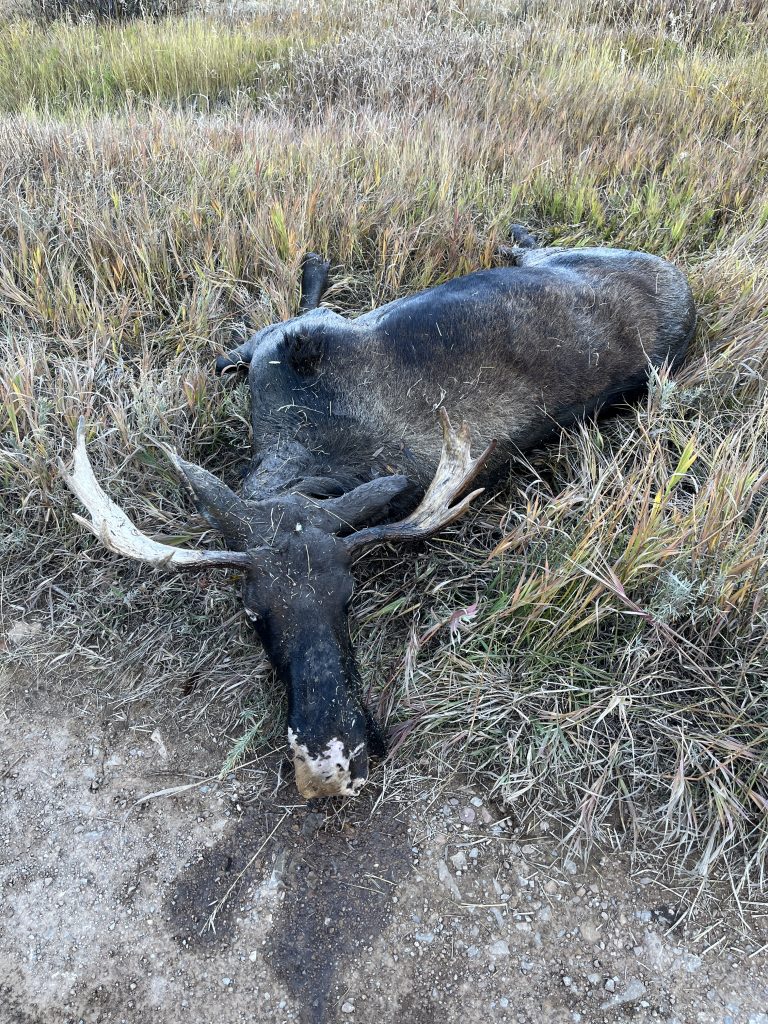 Moose killed and left to waste in Wasatch County, investigators say - Vimarsana News