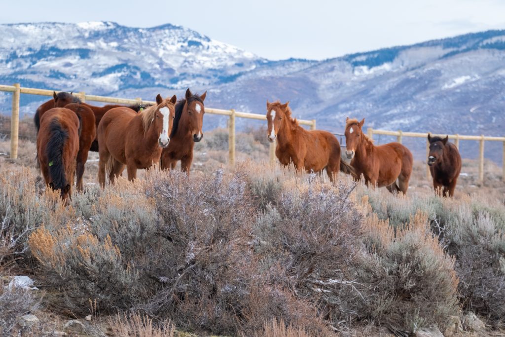 'The Lucky Eight' join Saving Gracie's Farm, rescued from slaughter track - Vimarsana News