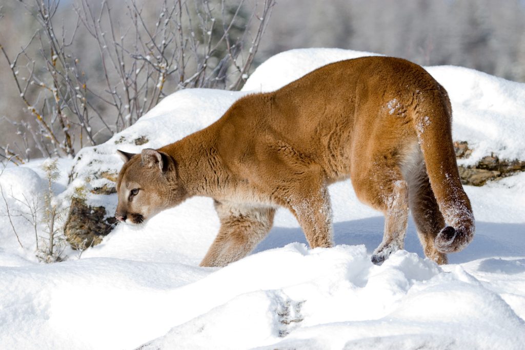 Cougar sightings rise as homes encroach on wildland - Vimarsana News