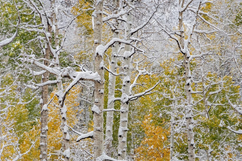 Springville Museum of Art reserves a spot for Park City photographer's landscape - Vimarsana News