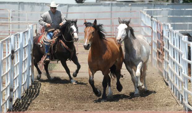 Rodeo animals at Stampede cared for by team of long-time rodeo stock ...