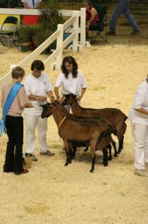 Heaven’s Hollow wins Champion Oberhasli at ADGA National Show ...
