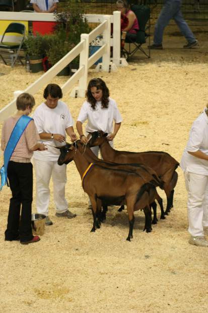 Heaven’s Hollow wins Champion Oberhasli at ADGA National Show ...