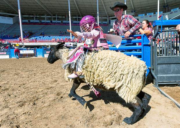 Six-year-old Destini Alarcon from Fort Lupton, Colo., charges out of the chutes in the competitive mutton busting division of the Kids Rodeo during the Greeley Stampede. This young girl is already a champion, having just won the mutton busting at the Sundance Steak House in Fort Collins, and is heading to Fort Worth for the world championships.