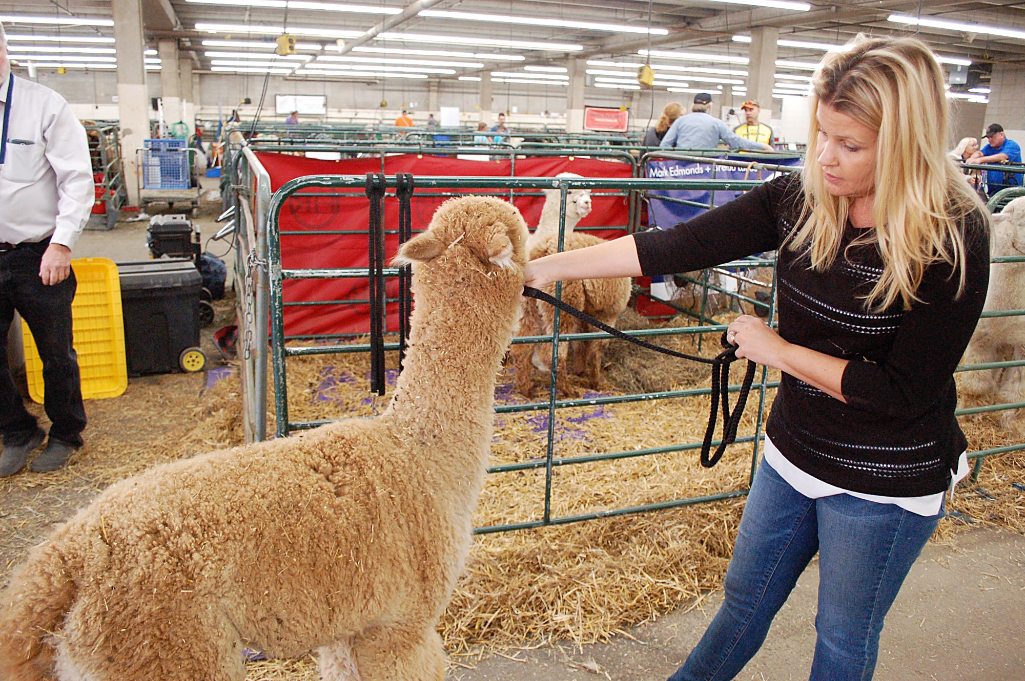 Spectators flock to the Alpaca show in Denver