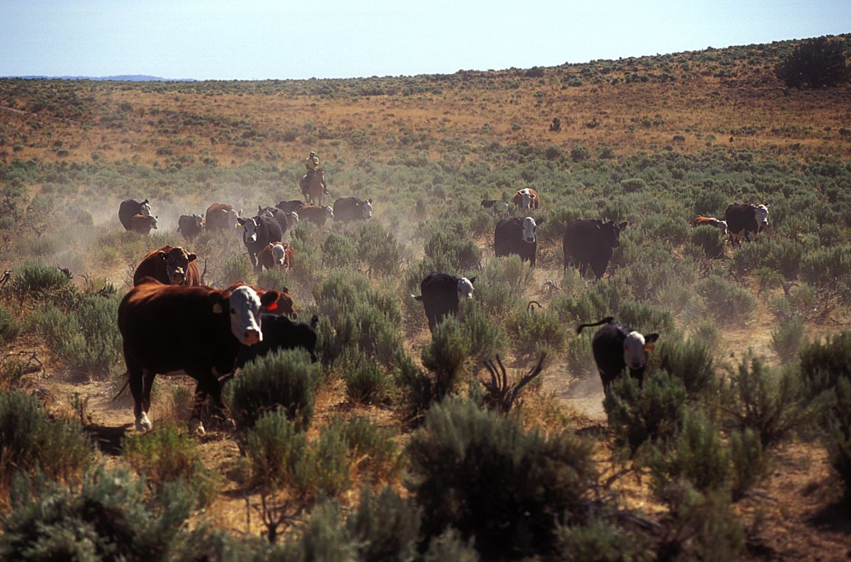 Rangeland researchers advise smaller cows for better herd results ...