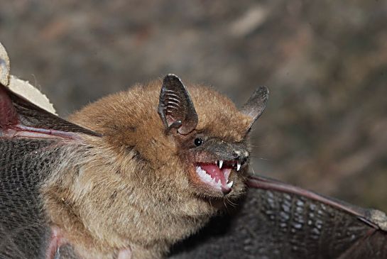 Rabies Insect Rabies is a real and rising threat to people and pets | TheFencePost.com
