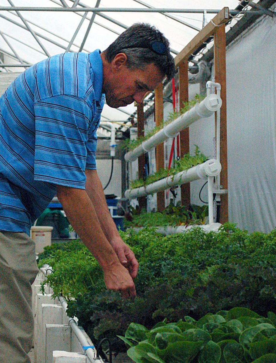 J.D. Sawyer reaches into one of the beds at The GrowHaus to check the progress of some kale.
