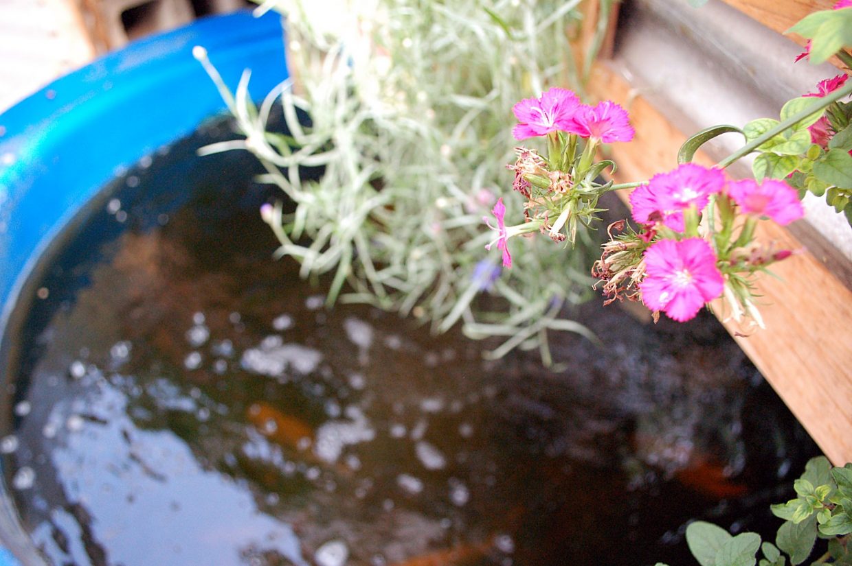 At The GrowHaus, the large, 3,200 square foot aquaponics farm is not the only example of how aquaponics can work. A smaller system, like what could be installed in a backyard, sits right outside the larger farm. The Aquaponics Source, J.D. and Tawnya Sawyer's retail business, helps people set up their own systems.