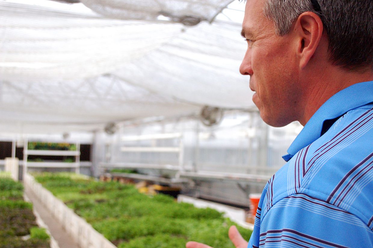 J.D. Sawyer, who founded Colorado Aquaponics with his wife, Tawnya, peers out over the rows of leafy greens growing in The GrowHausâ aquaponics farm. The Sawyers started the farm in 2012, then in Fall 2016, sold it to The GrowHaus to continue running.