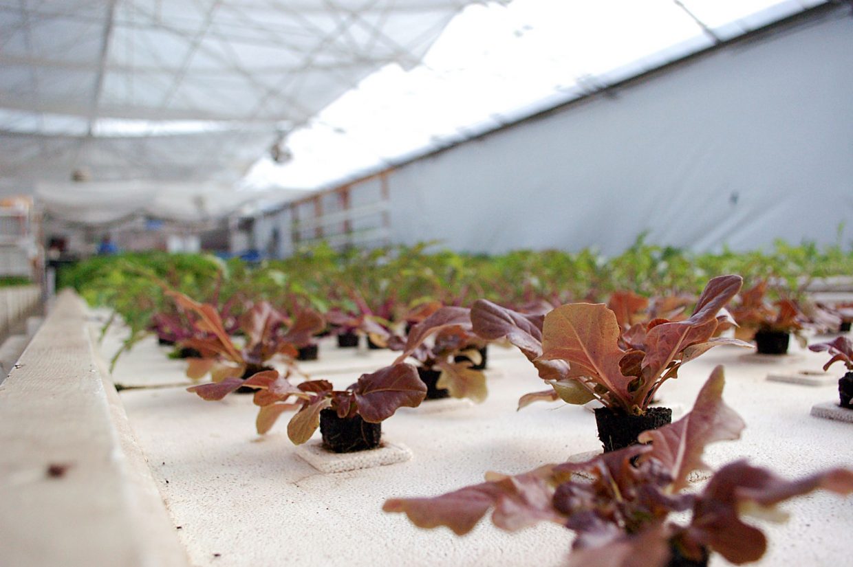 The aquaponics farm at The GrowHaus can produce up to 1,000 plants per week. J.D. Sawyer said each year, the farm produces 20,000 pounds of produce and 1,500 pounds of fish.