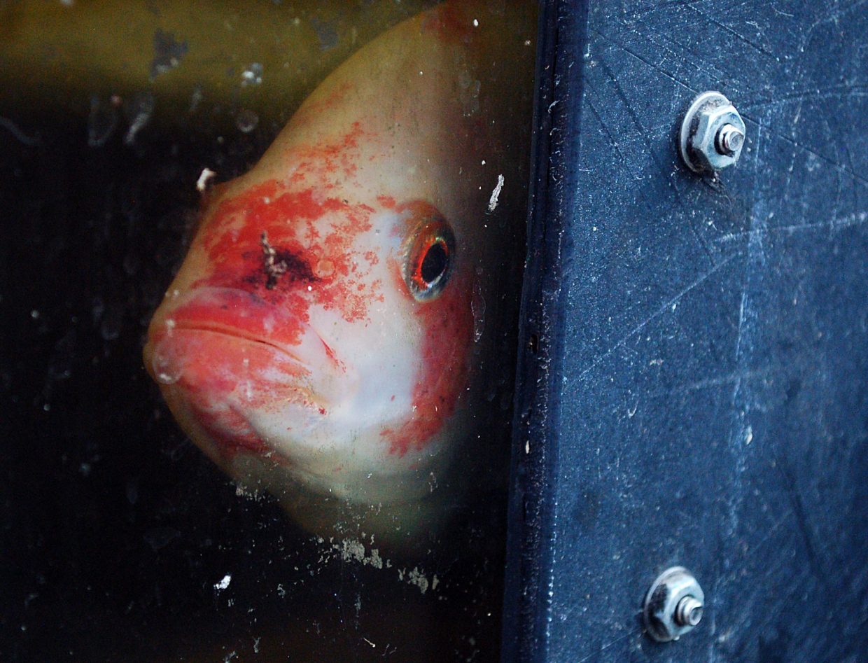 One of the fish at the aquaponics farm at The GrowHaus stares out from behind the glass of the aquarium it lives in. In an aquaponics system, the fish waste fertilizes the plants and the plants clean the water for the fish.