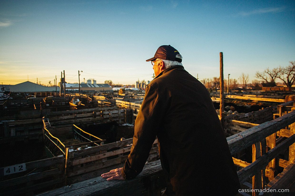 Torrington Livestock’s Madden steps down from auction barn partnership