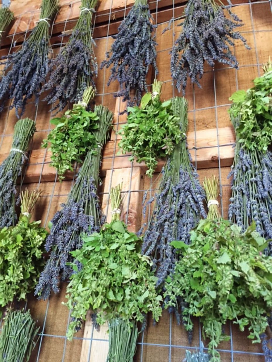 The drying shed provides the perfect environment for Heritage Lavender's preparation for sale as bouquets, aromatic buds or culinary lavender.