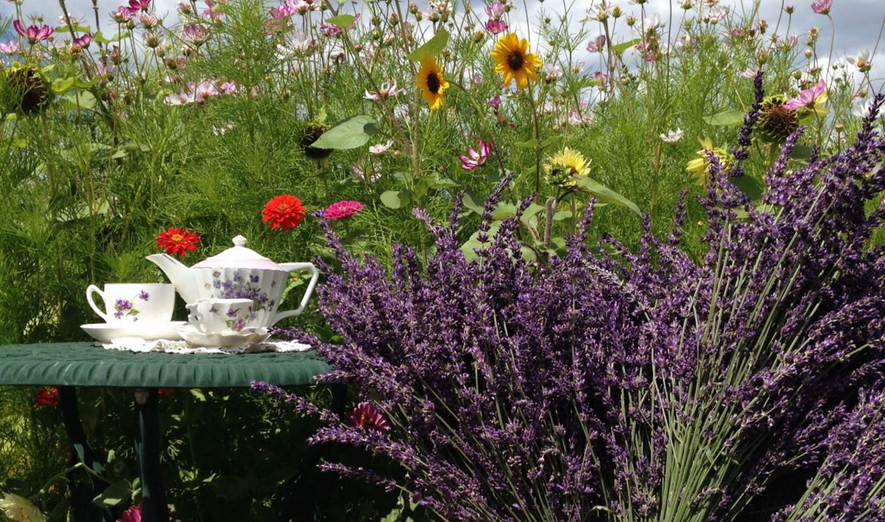 At Heritage Lavender in Berthoud, Colo., tea time can be enjoyed right among the growing beds.