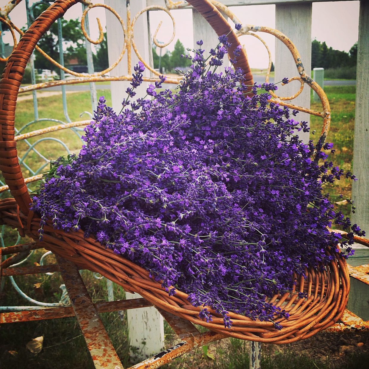 Bright purple, aromatic lavender in a basket entices browsers at festivals where the Perry family markets some of their products.