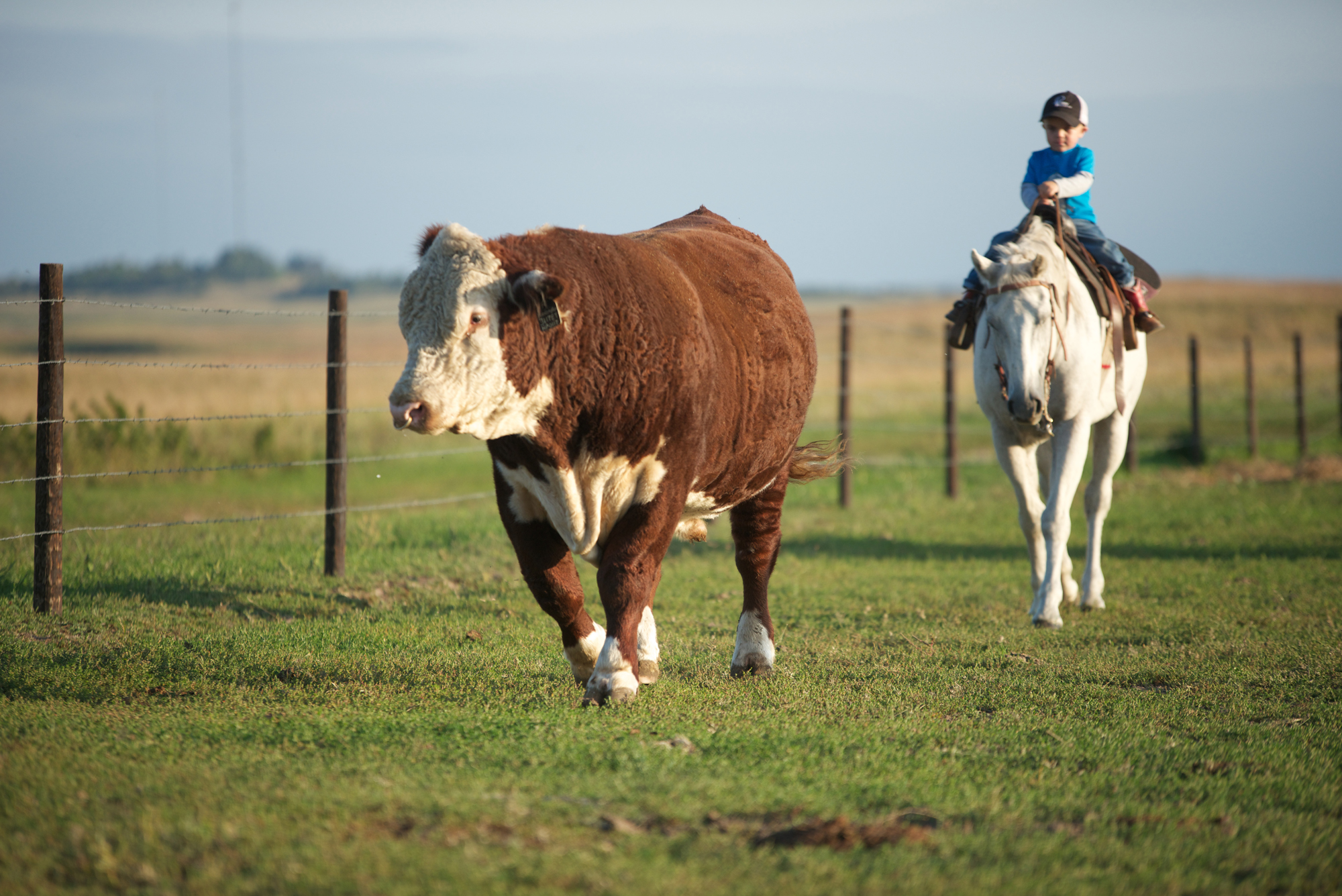 Transplanted to the Sandhills Hoffman family brings Herefords back to