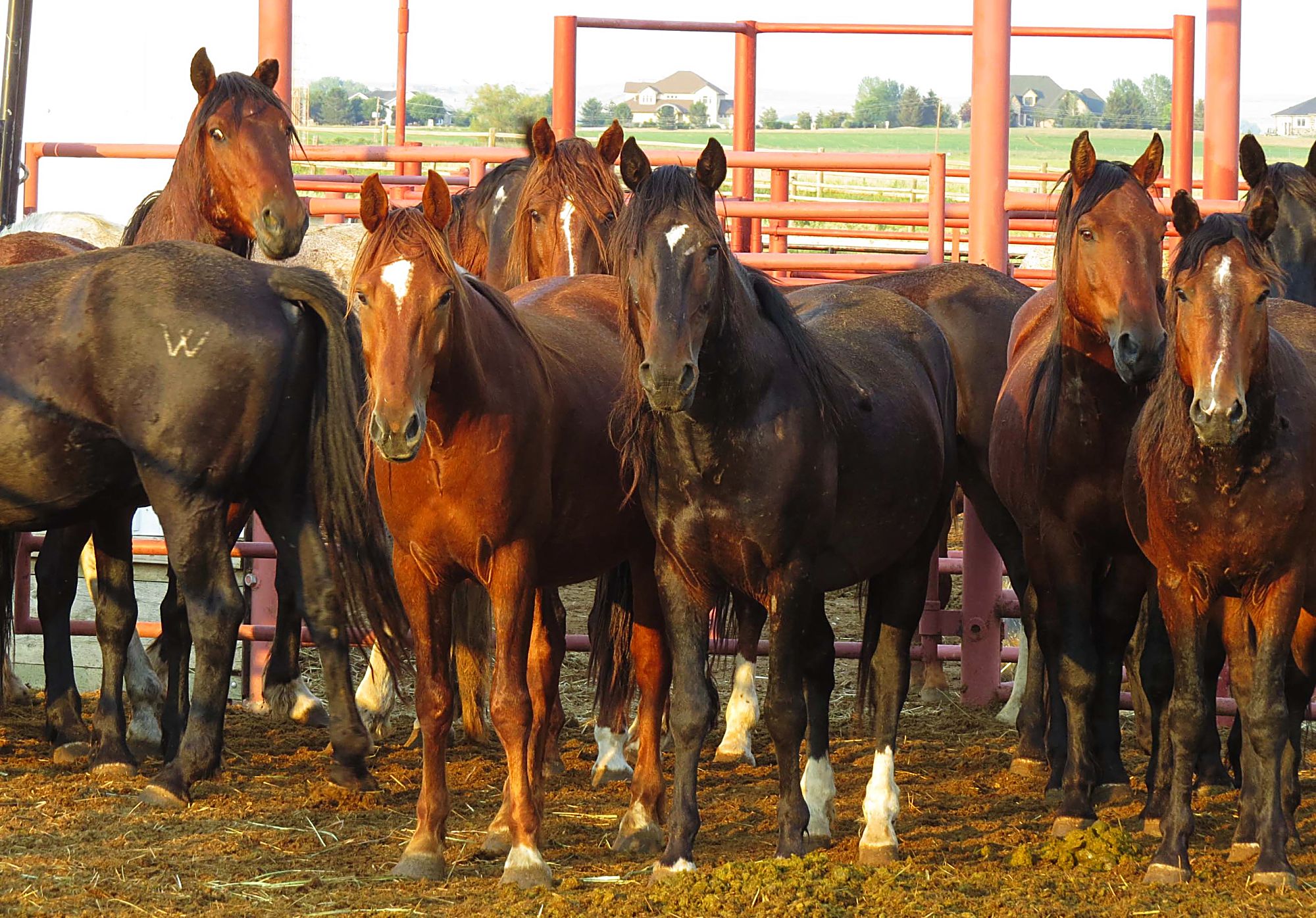 Fleet of Angels receives prestigious equine award from ASPCA ...